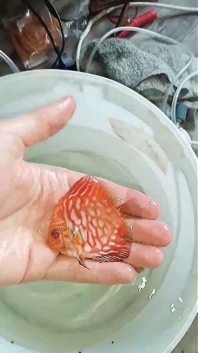 Чекерборды и Туркисы уехали в Нижний Новгород #aquarium #аквариум # ...