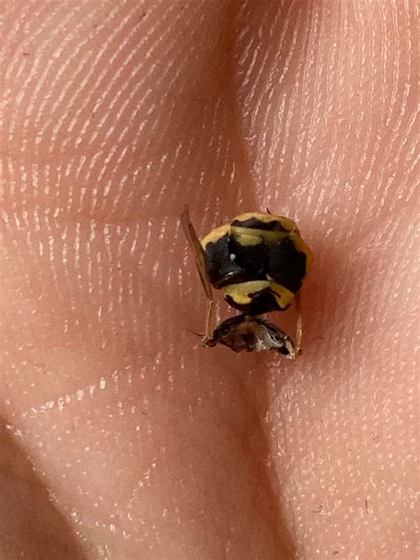 What my cat does to wasps that come in the house . She somehow always