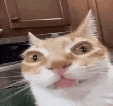gifs de cat meme tenor
