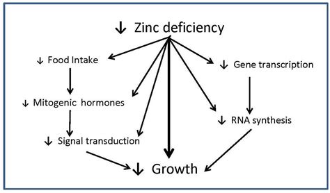 nutritional assessment  zinc status deficiency intake diet stature