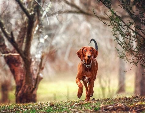 Redbone Coonhound Breed Profile: Essential Facts - Petful