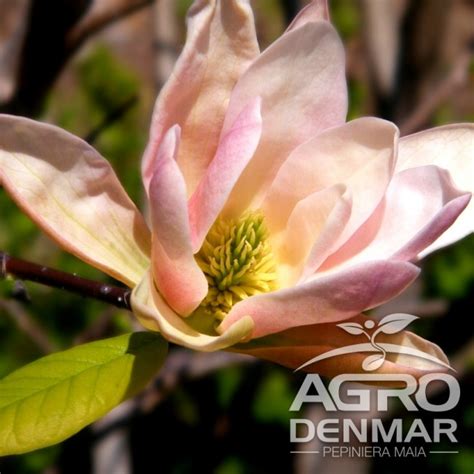 Magnolia Coral Lake - AgroDenmar.ro