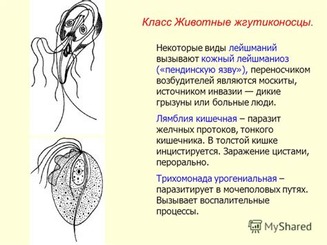 Кожный лейшманиоз фото