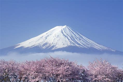 Восхитительные фотографии цветущей сакуры (18 фото)