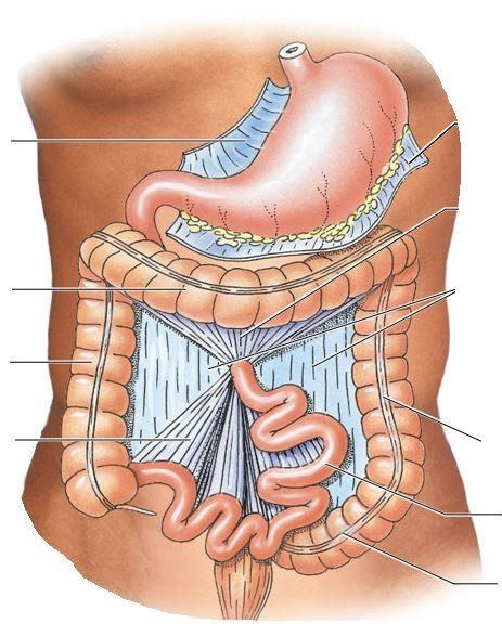 Mesenteries of Abdominal Cavity - Anterior Diagram | Quizlet