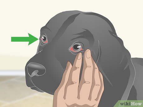 how to treat dog conjunctivitis at home