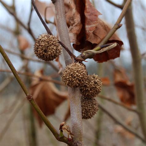 Platanus x acerifolia - London Plane Tree – Mail Order Trees