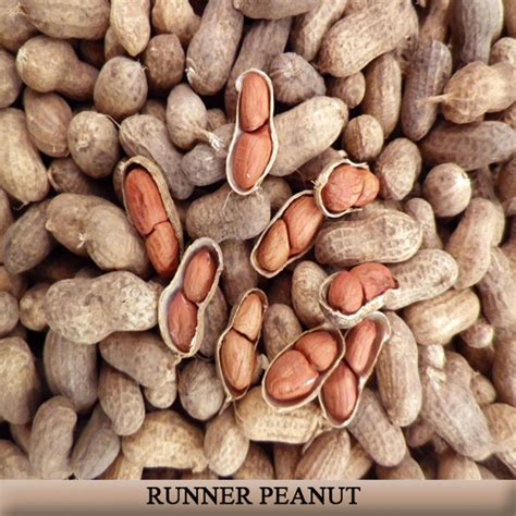 Peanut Fruit| Nutrition facts-Peanut Fruit | Health benefits