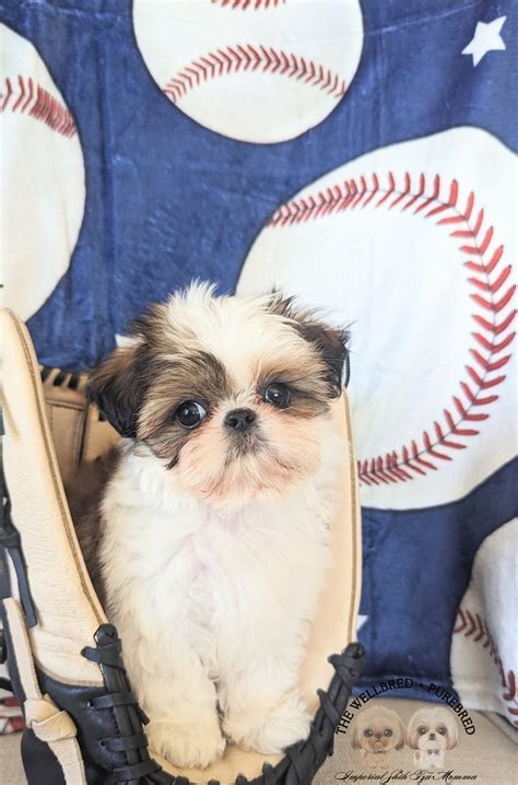 Lend A Helping Paw Shih Tzu Rescue - For the fans of Fiji Ranger. Two months after that FM