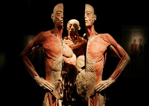 Facts and Information About the Human Body | National Geographic