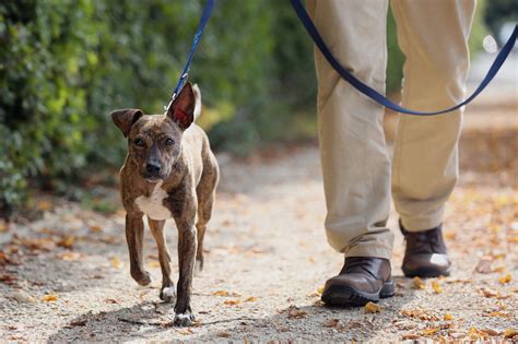 Top dog-friendly walking routes in the UK | Blue Cross