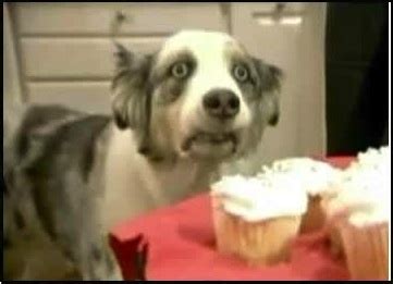 Dramatic Cupcake Dog | Funny pictures with captions, Funny dog pictures, Funny dogs