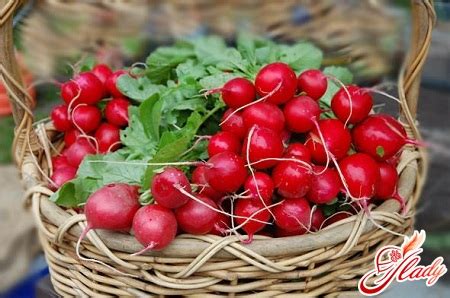 Редиска: выращивание и уход