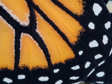 Monarch Butterfly | Extreme close-up of a monarch butterfly … | Flickr