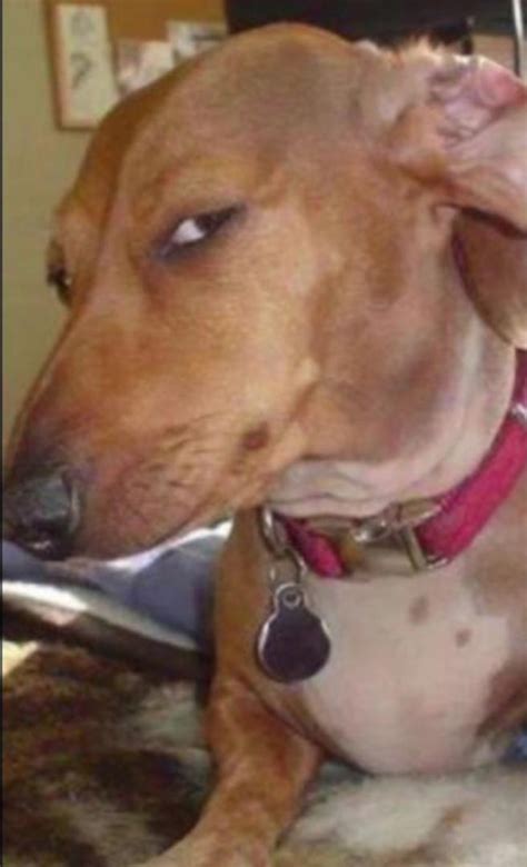 Make funny memes with this image : r/DOG