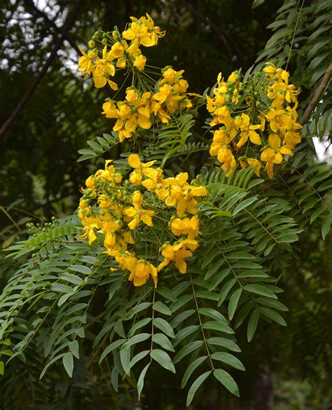 Cassia Flower