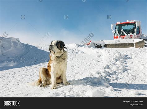 st bernard dog ready image photo  trial bigstock