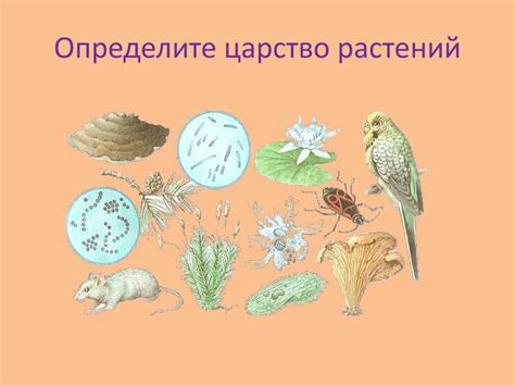 Разнообразие живых организмов - презентация онлайн