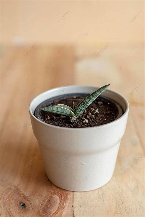 Walking Snake Plant Background Images, HD Pictures and Wallpaper For ...