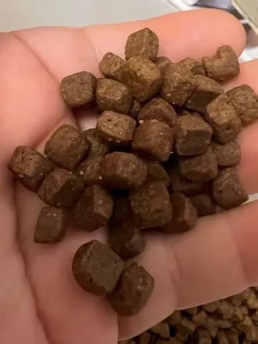 Корм для собак Guabi Natural: отзывы и разбор состава - ПетОбзор