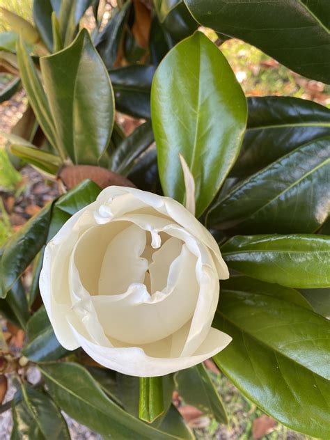 Families praise the ferguson logan montague funeral home services 18