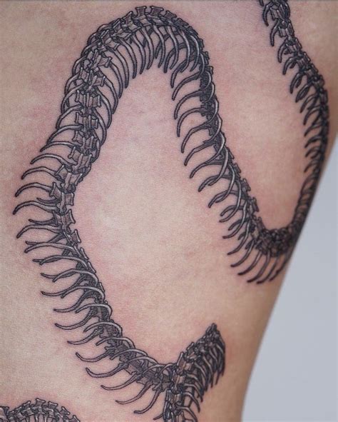 Snake structural anatomy – Artofit