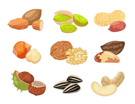 Conjunto de ilustraciones de diferentes tipos de frutos secos