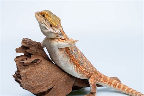 Bearded Dragon Behaviors, Body Language and Moods | Petco