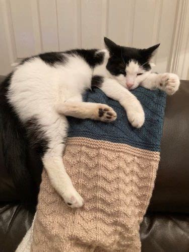 Annie (8 yrs old) - CAFO