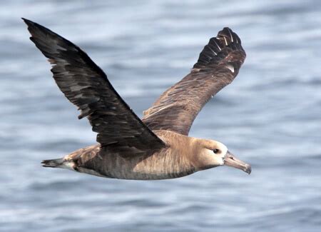 Black-footed Albatross (Ka‘upu) - American Bird Conservancy