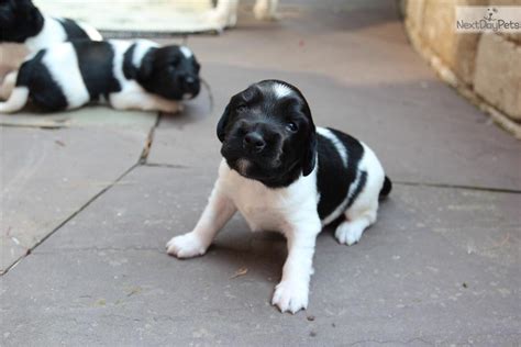 Stabyhoun Puppies - Puppy Dog Gallery