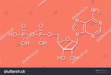 adenosine diphosphate adp molecule plays essential stock illustration