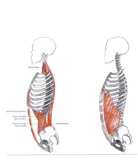 Gottfried Bammes - Die Gestalt Des Menschen - Anatomy & Visual Arts - 2 ...