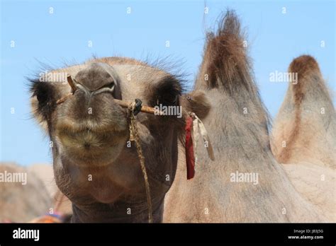 camels in the gobi desert Stock Photo - Alamy