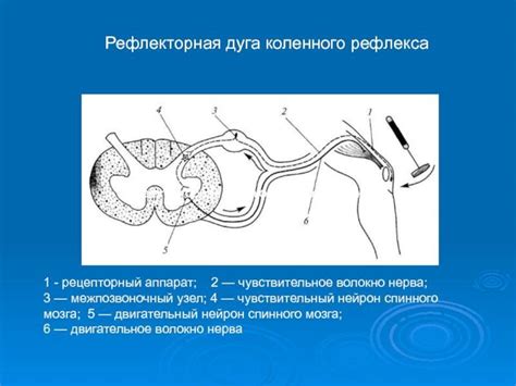 Задание 1. Подпишите части рефлекторной дуги коленного рефлекса ...
