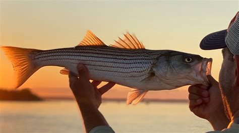 Striper Fishing Tips | How to Catch Stripers