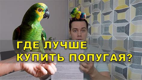 Где купить попугая - мой опыт выбора питомника. - YouTube