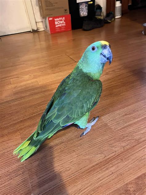 Yellow Naped Amazon Parrot | PetClassifieds.com