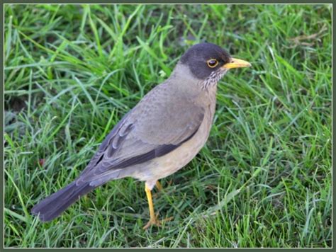 Austral Thrush - BirdForum Opus | BirdForum