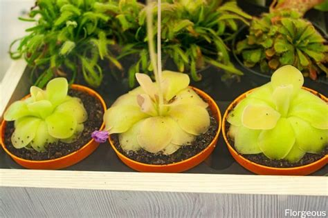 Nurturing Tiny Giants: A Comprehensive Guide To Butterwort Care