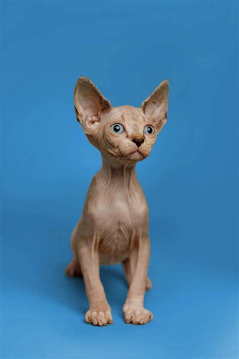 Kaia the Sphynx Kitten Gentle Loving Companion