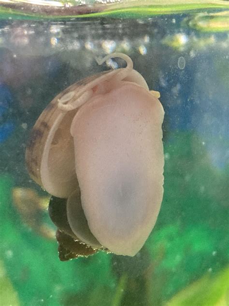 What kind of snails are these? I have one mystery snail but she never ...