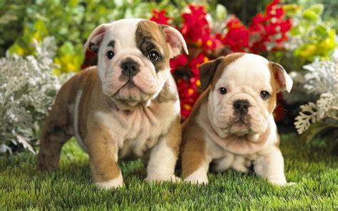 Cachorros Dama E Vagabundo - Fotos de cachorros. PerrosAmigos.com