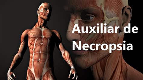 Auxiliar De Necropsia Curso - Curso Auxiliar de Necropsia - Live - Quinta 14/05 - YouTube