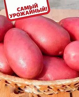 Купить семенной картофель в интернет-магазине Semena.ru с бесплатной ...