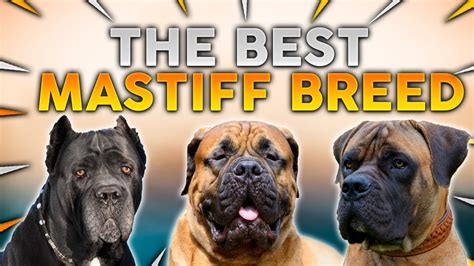 The BEST MASTIFF Dog Breed For First Time Owners! - YouTube