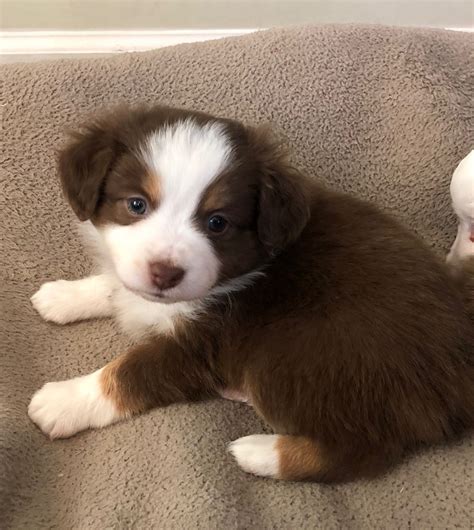 Adorable Brown and White Puppies on a Blanket