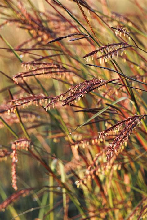 Blackhawks Big Bluestem, Andropogon gerardii 'Blackhawks' PP #27,949