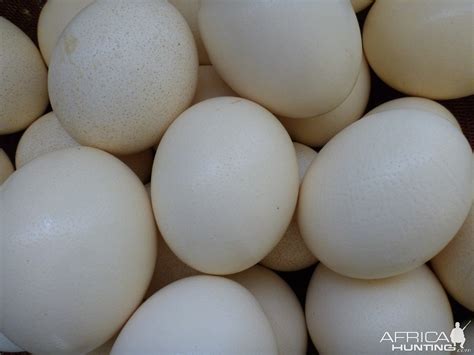 Ostrich Eggs Namibia | AfricaHunting.com