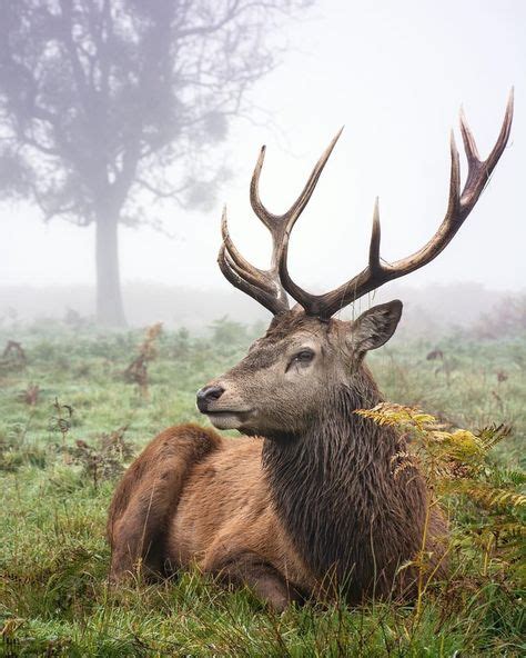 83 Woodland Creatures ideas in 2021 | creatures, woodland creatures ...